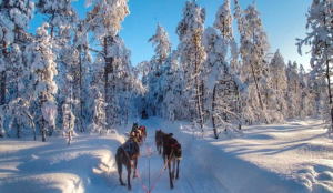 Finlandiya Binicilik Tatili